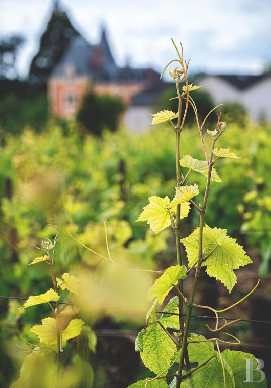 En Bourgogne, à Beaune, un château de la Belle Époque au milieu de ses huit hectares de vignes - photo  n°2